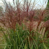 Miscanthus     Malep