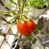 mój pierwszy pomidorek