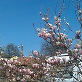 moja magnolia w pelni kwitnienia