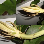 Moje Epiphyllum Oxypetalum zrobiło mi niespodziankę-będzie kwitło 3 raz.