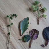 Od Ani (Peperonia) ... nagarbia, fiołki, begonia zapachowa i peperonia