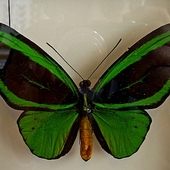 Ornithoptera priamus poseidon