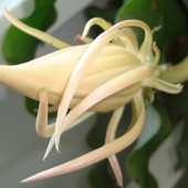 Pąk Epiphyllum Oxyp