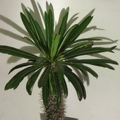 palma madagaskarska( Pachypodium lamerei)