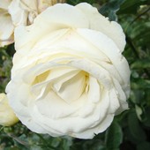 Róża Biała.Ogród