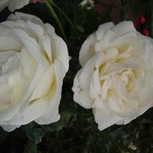 Różany Duet.Ogród