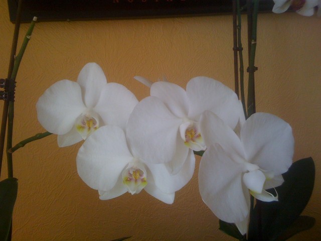Biały Falenopsis przy drugim kwitnieniu.