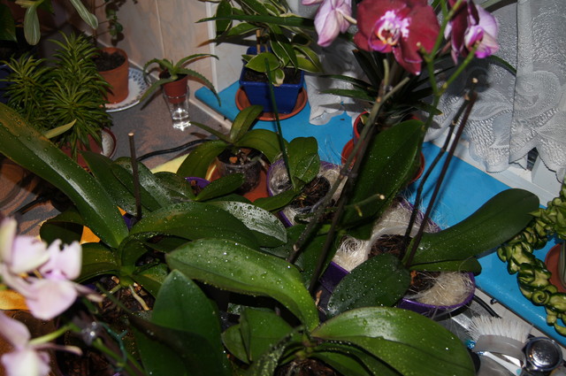co (dwu-)tygodniowe podlewanie Phalaenopsisów