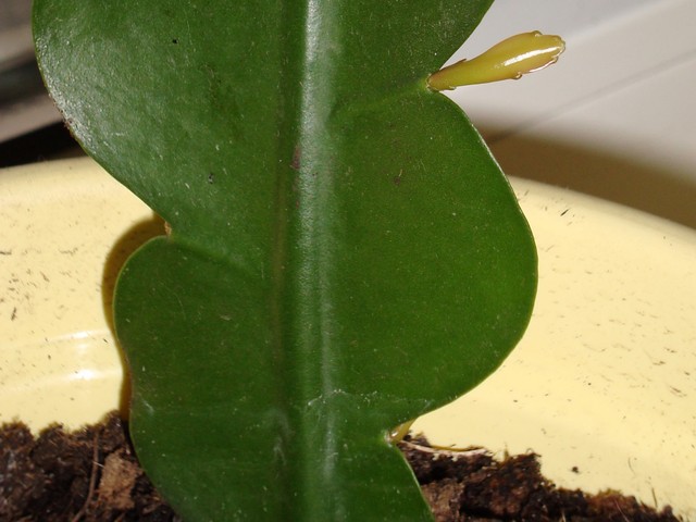 Epiphyllum Oxypetalum - odrosty we wrębach.