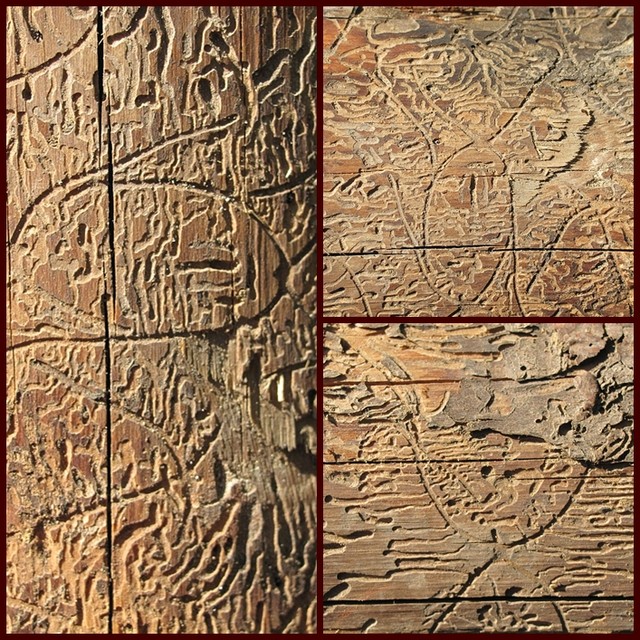hieroglify?