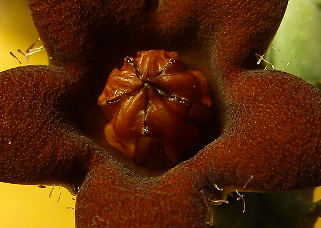 Huerniopsis decipiens - korona