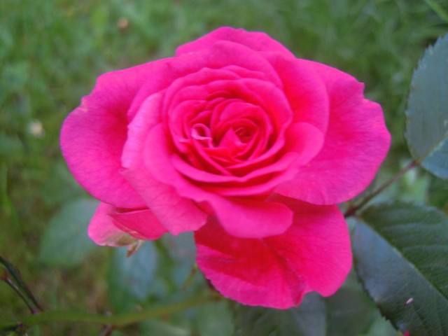 jesienna roza