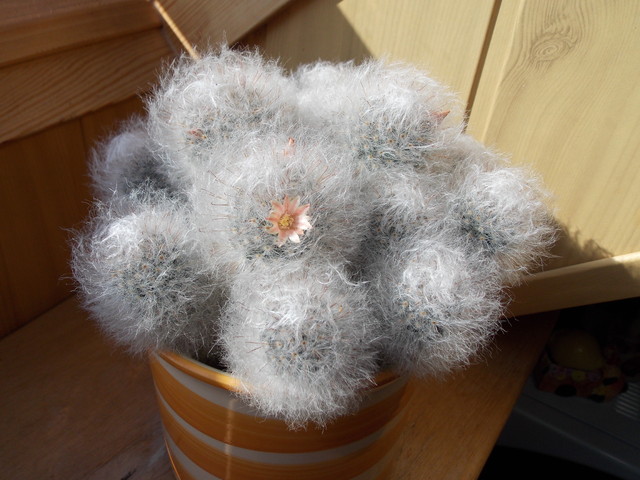 Kaktusikowy kwiatuszek dla Arietty:)