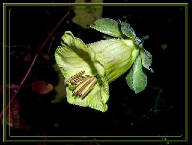 Kwiat kobei