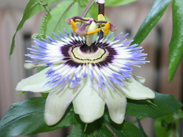 Kwiat Passiflory Cearulea/błękitna/-drugie kwitnienie.