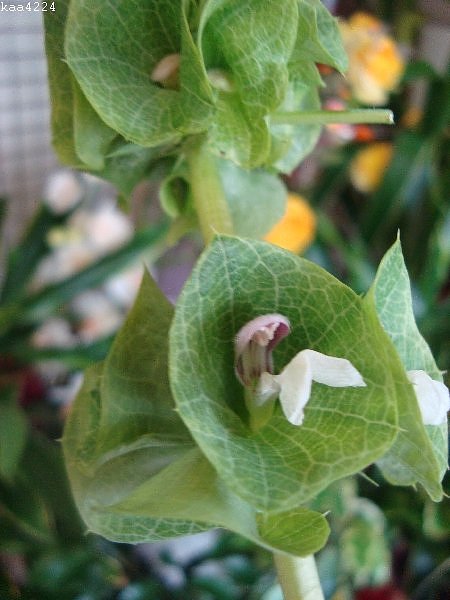 Kwiatki moruncelli/inaczej roślina nazywana jest Dzwonami Irlandzkimi/.