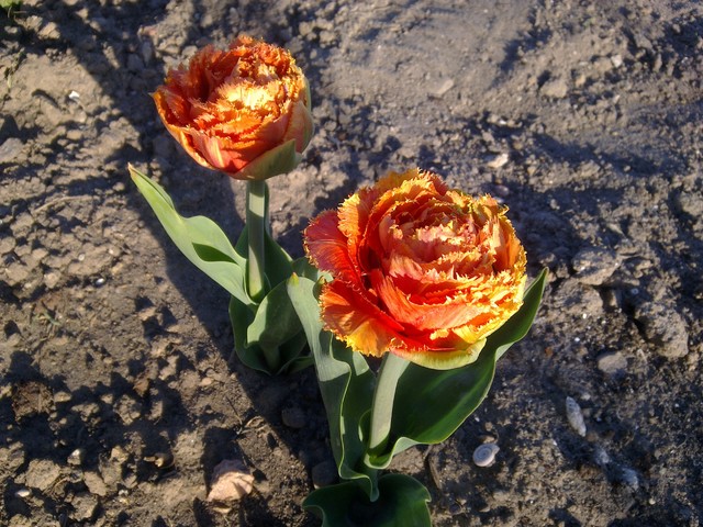 odnalezione ;) moje tulipanki ;)