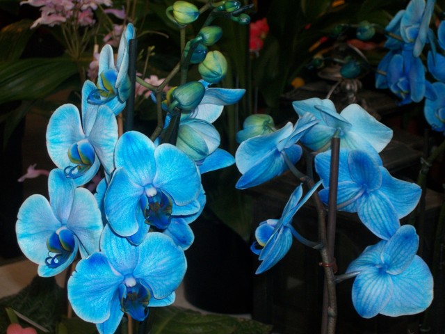 Orchidee niebieskie