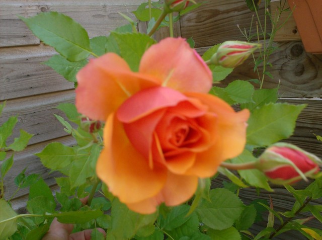 Pomaranczowa roza