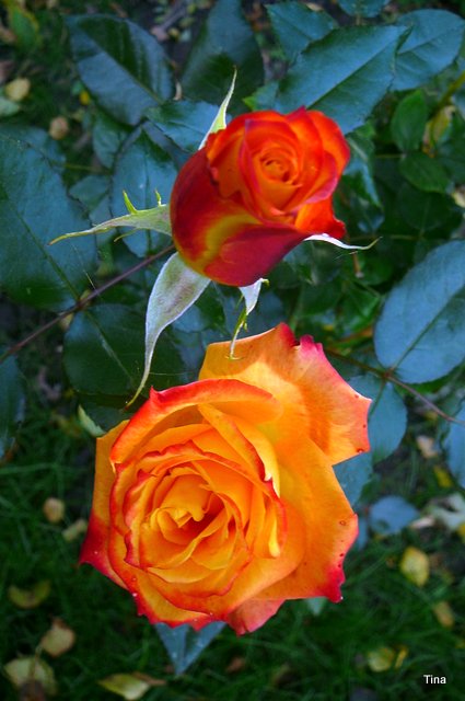 Róże dla wszystkich odwiedzających mój profil.Miłego dnia:)