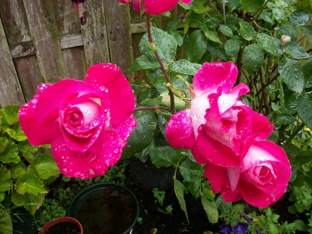 Roze po deszczu