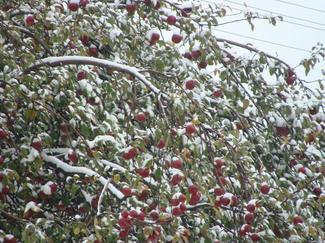Śnieg przysypał jabłka,