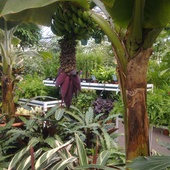 Banany w moim centrum ogrodniczym :)