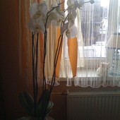Biały Falenopsis 110cm