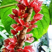goethea cauliflora