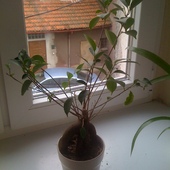 Ficus Gingseng