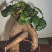 Ficus Retusa.