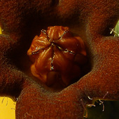 Huerniopsis decipiens - korona