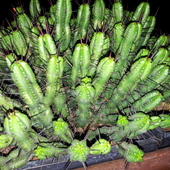 Kaktus 