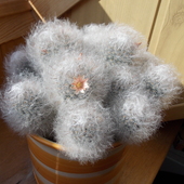 Kaktusikowy kwiatuszek dla Arietty:)