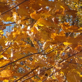 Kolory jesieni:)