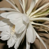 Kwiat Epiphyllum Oxypetalum. Queen of Night-Królowa Nocy.