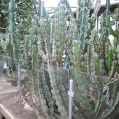 Lasek Kaktusowy,,,,,