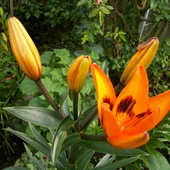 Lilie pomaranczowe