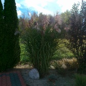 Miscanthus Early Hyb