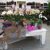 Moj przyjaciel Dzeki w sklepie z kwiatami