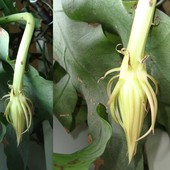 Niespodzianka/ 20.08/Epiphyllum Oxypetalum wydała trzecie kwitnienie.