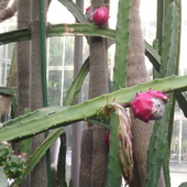 Owoc I Kwiat Kaktusi