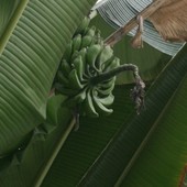 Owoce bananowca ze szklarni subtropiku.Ogr.Botaniczny w Wa-wie.