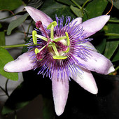 passiflora ,,lavender lady,,