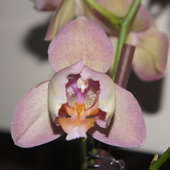 Phalaenopsis ~cymbid
