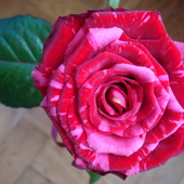 Róża od męża :)
