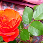 Róża październikowa