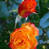Róże dla wszystkich odwiedzających mój profil.Miłego dnia:)