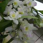 Storczyk - Dendrobium