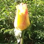 Ta róża była kiedyś czerwona, po latach jest żółta,w ogrodzie mojej córki.